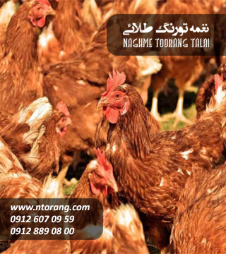 مرغ بومی تخمگذار اصلاح شده